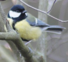 Parus major