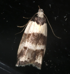 Eulechria triferella