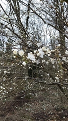 Prunus