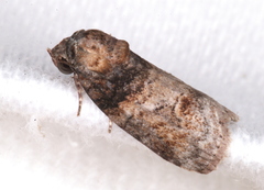 Garella vallata