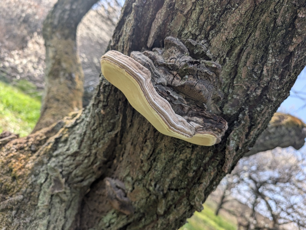 Ganoderma applanatum · February 2026 · photo: © atsushi_nakajima_cirque (iNaturalist, cc-by)