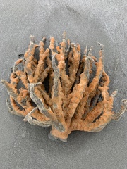 Clathria