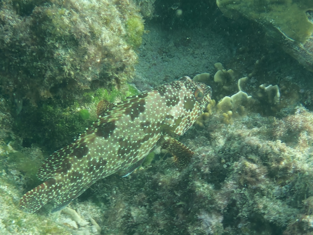 Starspotted grouper