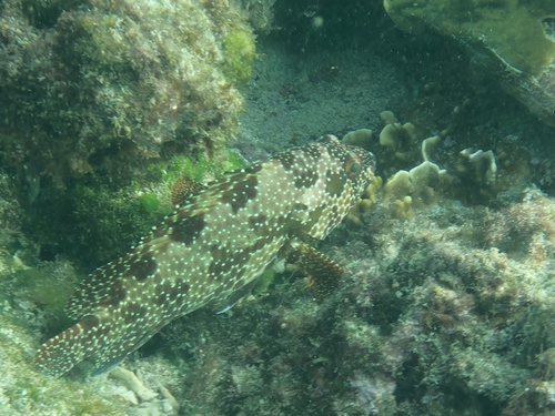Hexagon grouper (Epinephelus hexagonatus) — Serranidae — 5
