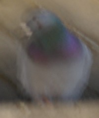 Columba livia domestica