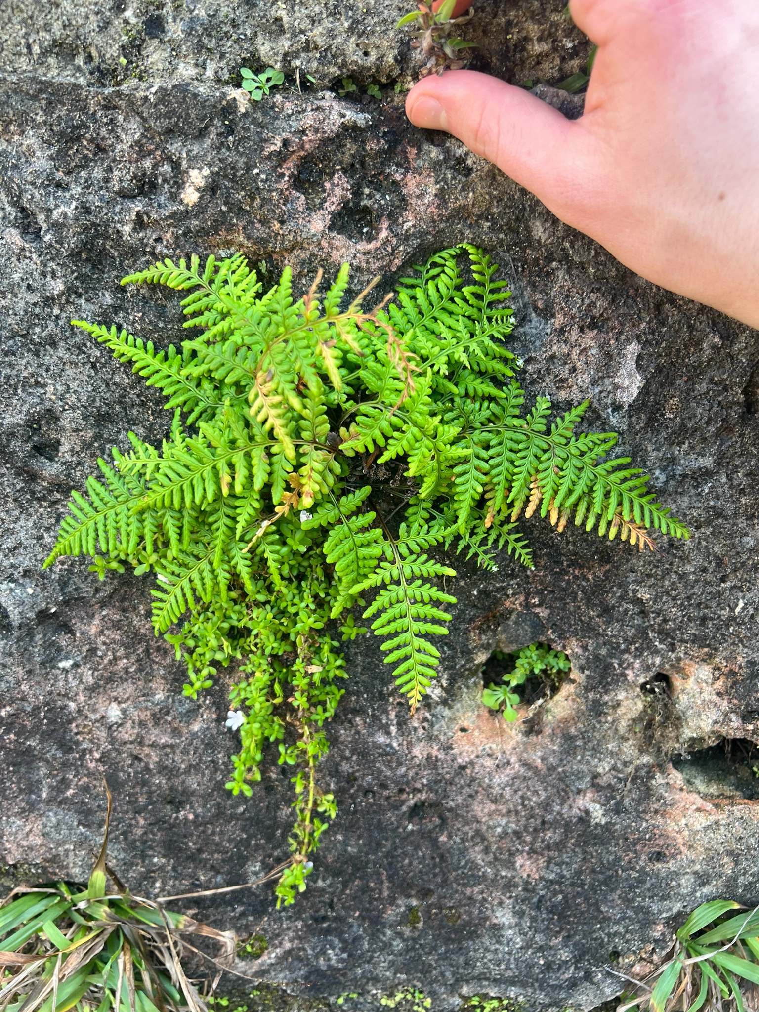Island Goldback Fern (Pityrogramma chrysophylla)