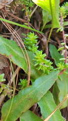 Sedum oaxacanum
