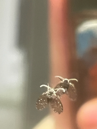 Unknown species found near S Brody Rd, East Lansing, MI, US