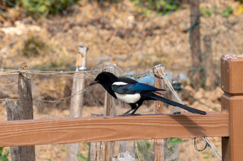 Oriental Magpie