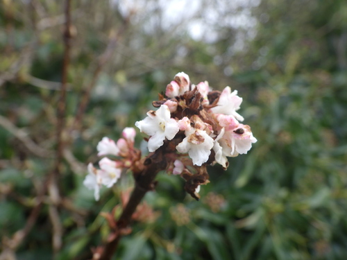 fragrant viburnum (Viburnum farreri)