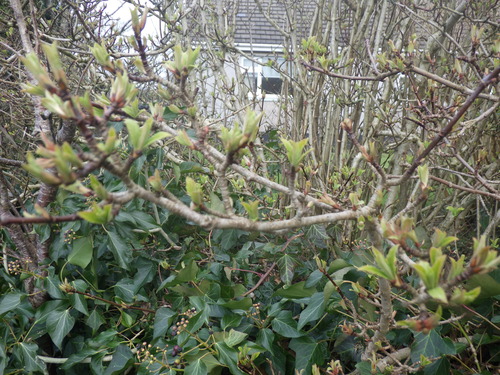 Viburnum farreri