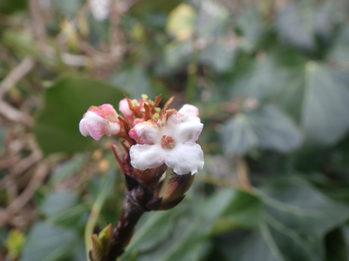 Viburnum farreri