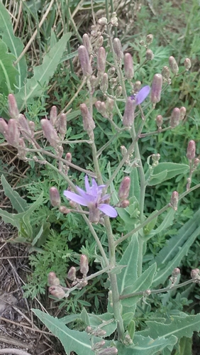 tatarian blue lettuce