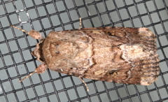 Spodoptera umbraculata