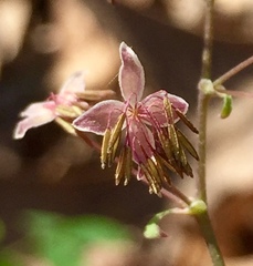 Thalictrum arkansanum