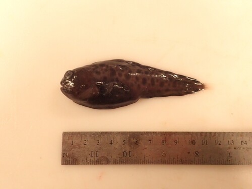 Northern wolffish (Anarhichas denticulatus) — Anarhichadidae