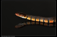 Trimerodytes annularis