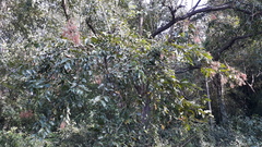 Terminalia paniculata