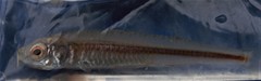 Atherinosoma elongatum