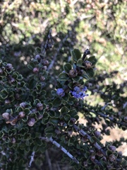 Ceanothus rigidus