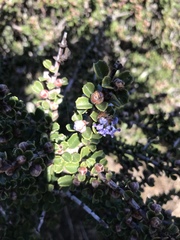 Ceanothus rigidus