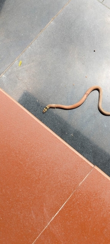 Black-headed snake