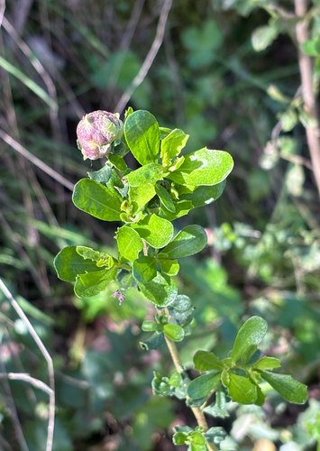 Unknown species found near Zinfandel Trail, Cupertino, CA, US