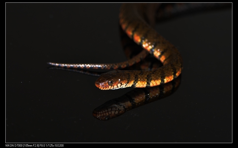 Ringed Keelback Water Snake