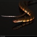 Ringed Water Snake - Photo (c) Zinogre, some rights reserved (CC BY-SA), uploaded by Zinogre