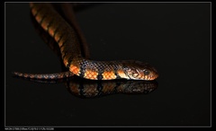 Trimerodytes annularis