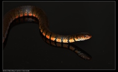 Trimerodytes annularis