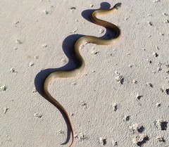 Elapognathus coronatus