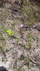 Agalinis communis
