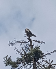 Streptopelia decaocto