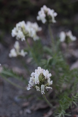 Oxytropis sordida