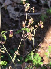 Thalictrum arkansanum