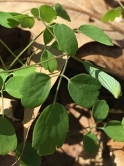 Thalictrum arkansanum