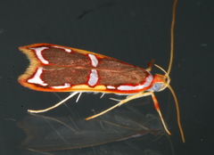 Barantola pulcherrima