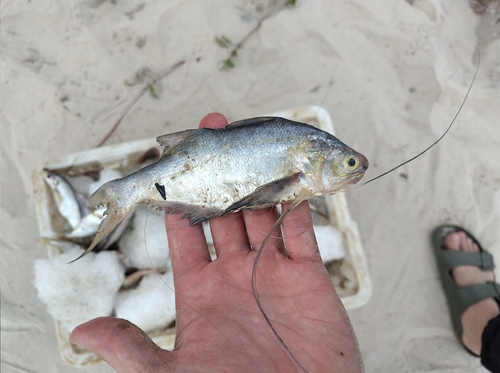 Royal threadfin (Pentanemus quinquarius) — Polynemidae — 4