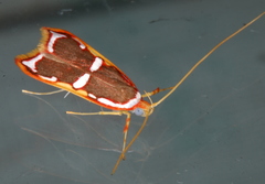 Barantola pulcherrima