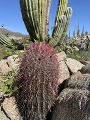Ferocactus gracilis gracilis