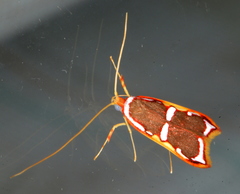 Barantola pulcherrima