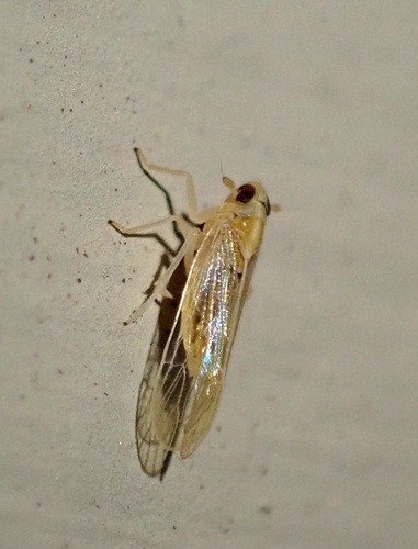Sogatella kolophon observed 2026-02-15