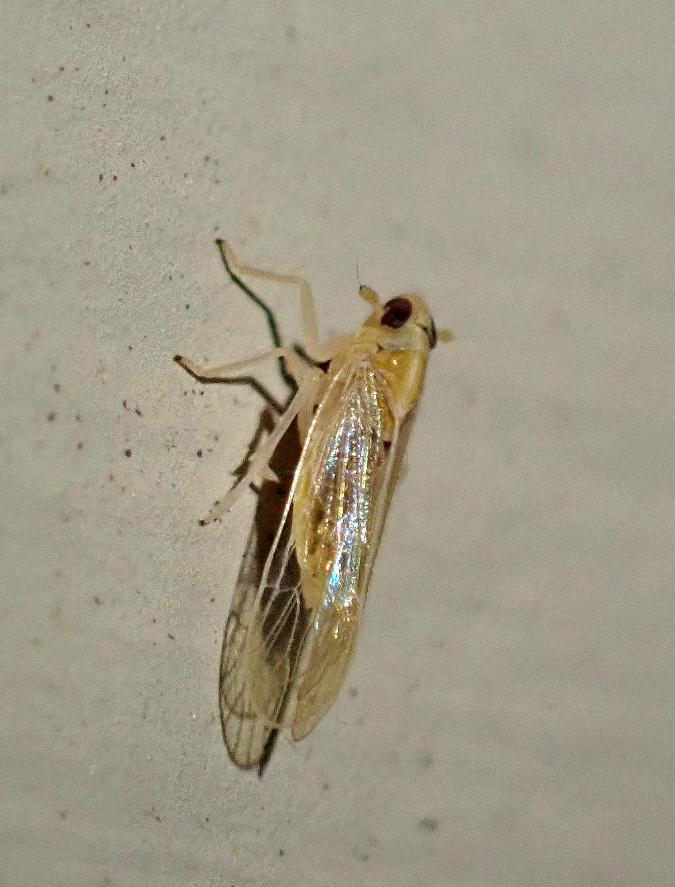 Sogatella kolophon | Insect Vectors of Plant Disease