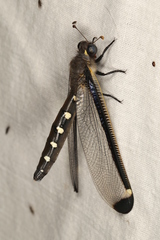 Stilbopteryx napoleo