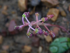 Ledebouria ovalifolia