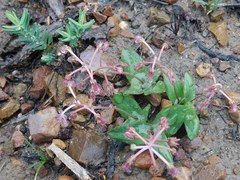 Ledebouria ovalifolia