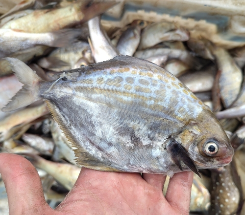 Blue butterfish (Stromateus fiatola) — Stromateidae