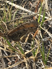 Oeneis chryxus caryi