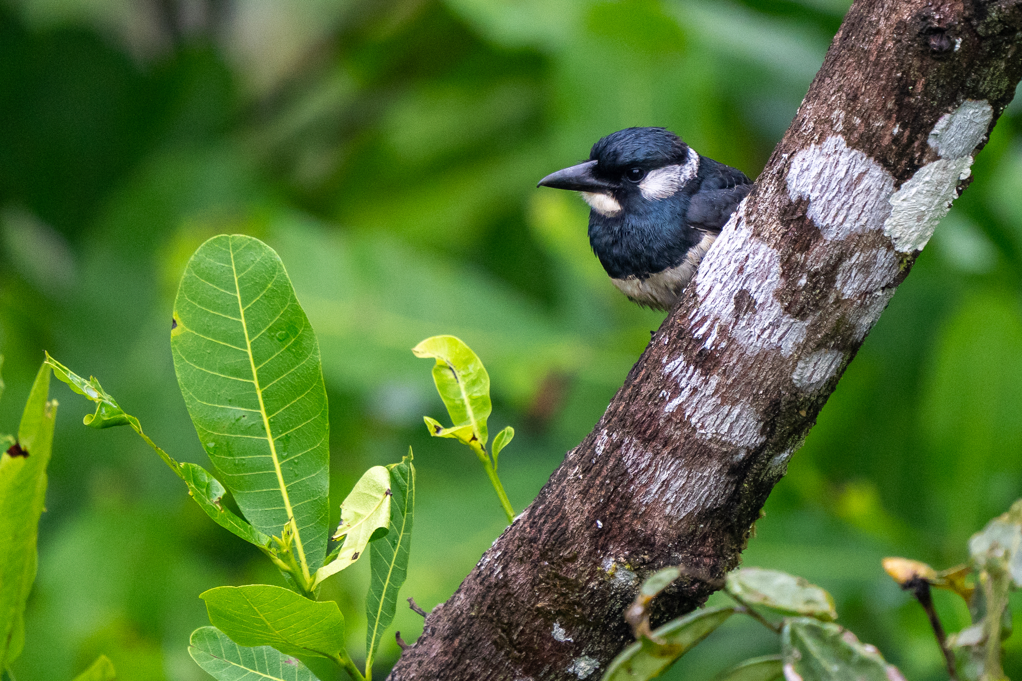 Black-breasted Puffbird (Notharchus pectoralis), photo 3